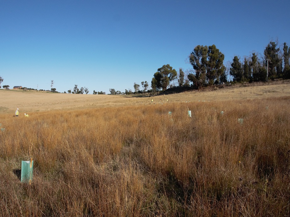 Swift Parrot Habitat